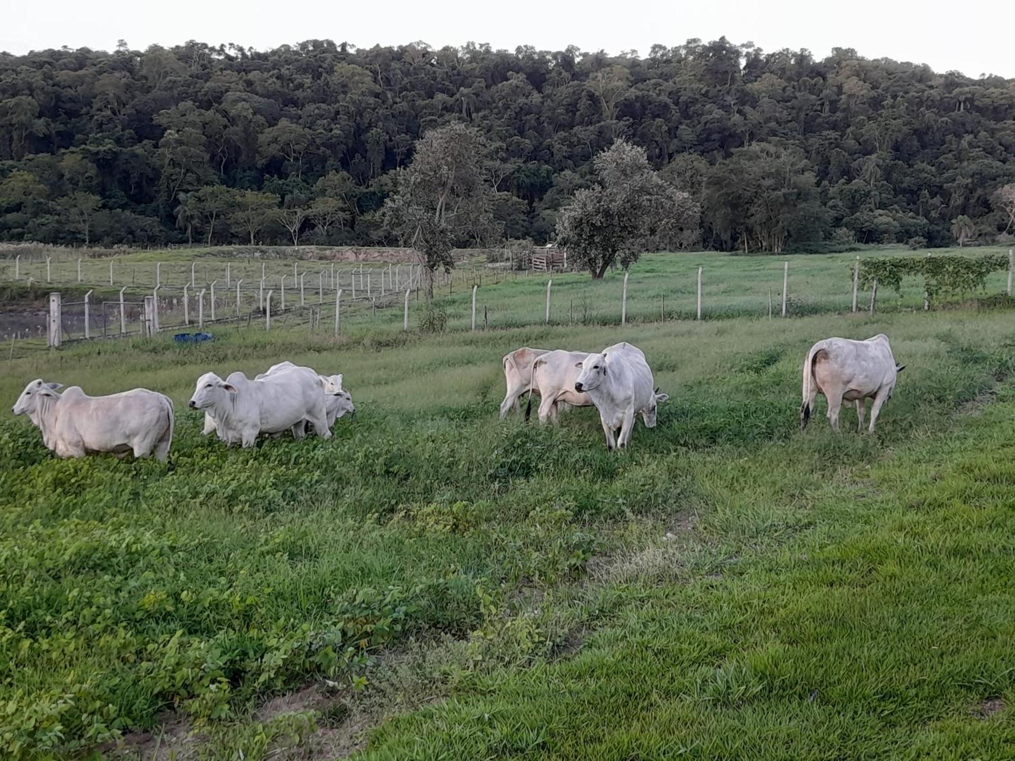 Hotel Fazenda Recanto Do Monte Alegre Piraju Dış mekan fotoğraf