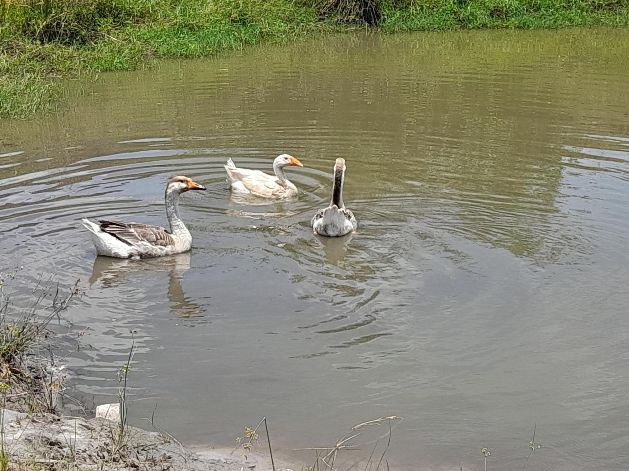 Hotel Fazenda Recanto Do Monte Alegre Piraju Dış mekan fotoğraf