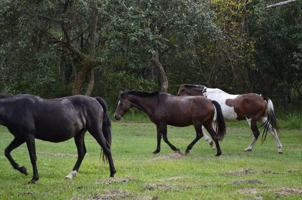 Hotel Fazenda Recanto Do Monte Alegre Piraju Dış mekan fotoğraf